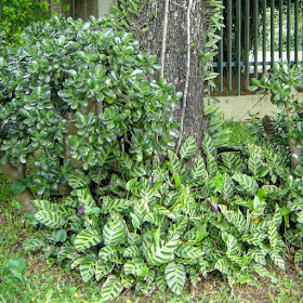      Maranta-leopardo.     Sinonímias: Calathea leopardina var. concinna, Maranta concinna, Maranta leopardina , Phyllodes leopardina.