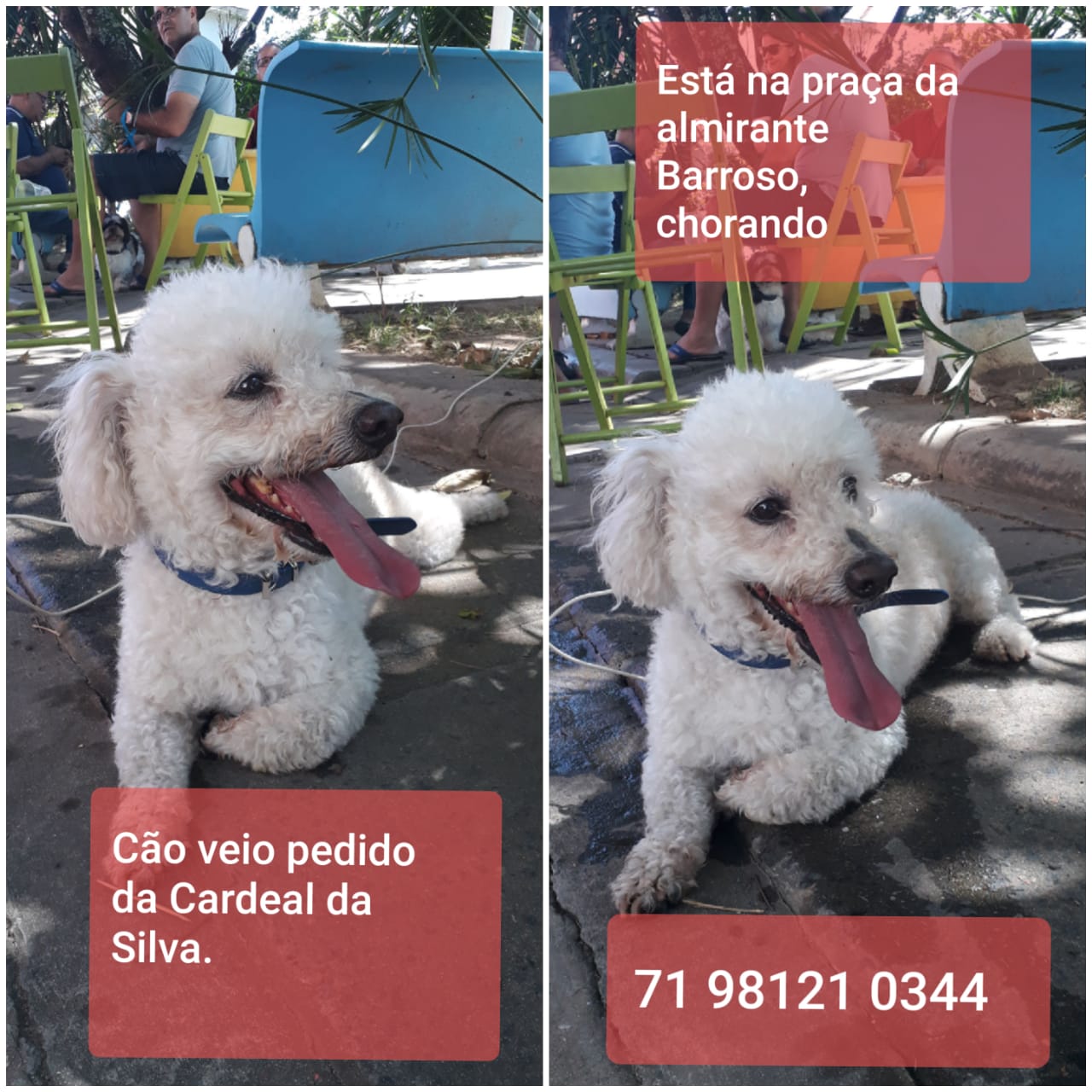 Cachorro perdido na Almirante Barroso