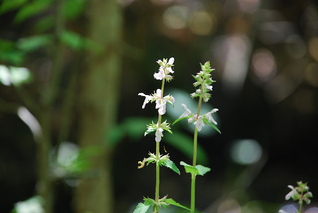 Moccasin Branch