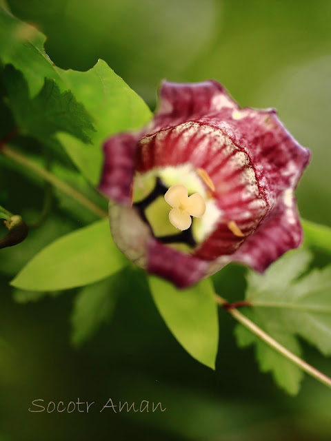 Codonopsis lanceolata