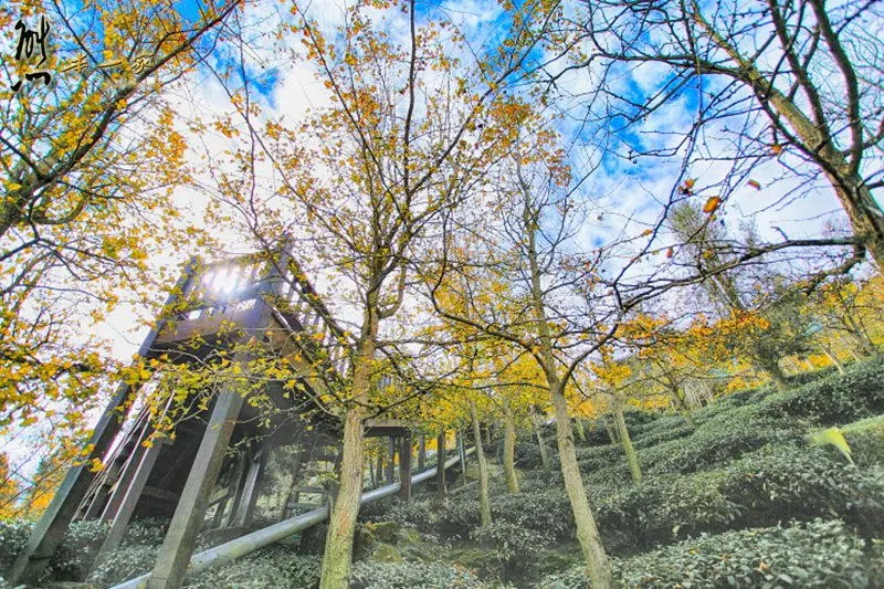 銀杏森林｜武岫農圃｜銀杏林觀景步道