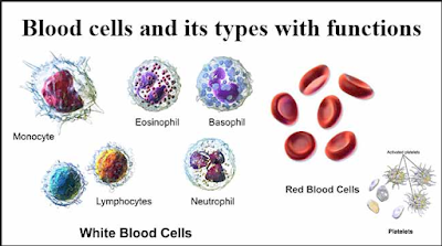Karakteristik Darah, Fungsi Darah, Komponen Darah, Plasma darah, Sel darah  merah (Eritosit), Leukosit, Histologi sel darah putih, Neutrofil, Eosinofil, Basofil, Limfosit, Trombosit