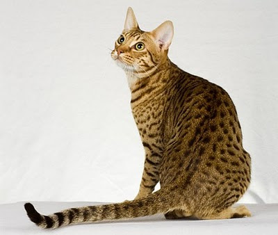 unique Ocicats breed