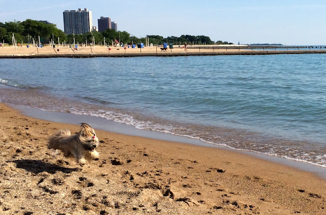 Dogs North Avenue Beach Chicago Rocco Havanese