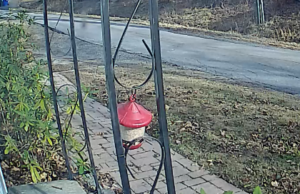 chipmunk feeder