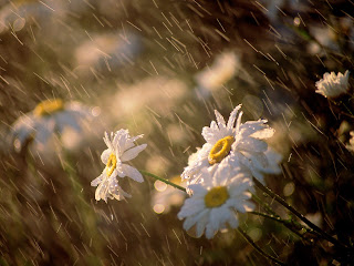 Wet Daisies wallpaper