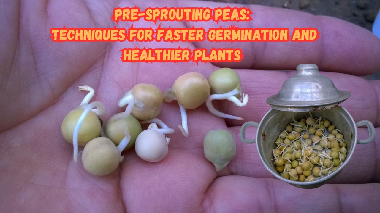 Discover the power of pre-sprouting peas for successful planting. Reduce the chance of rotting and enjoy faster germination with this expert technique
