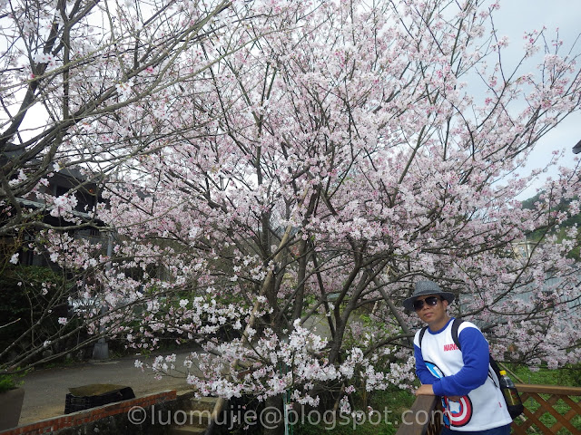 Taipei cherry blossoms Orange Cafe