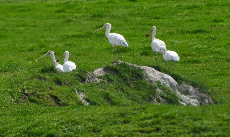 Yellow-billed Spoonbill (Platalea flavipes)