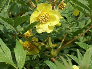 Pivoine arbustive à fleurs jaunes - Paeonia lutea 