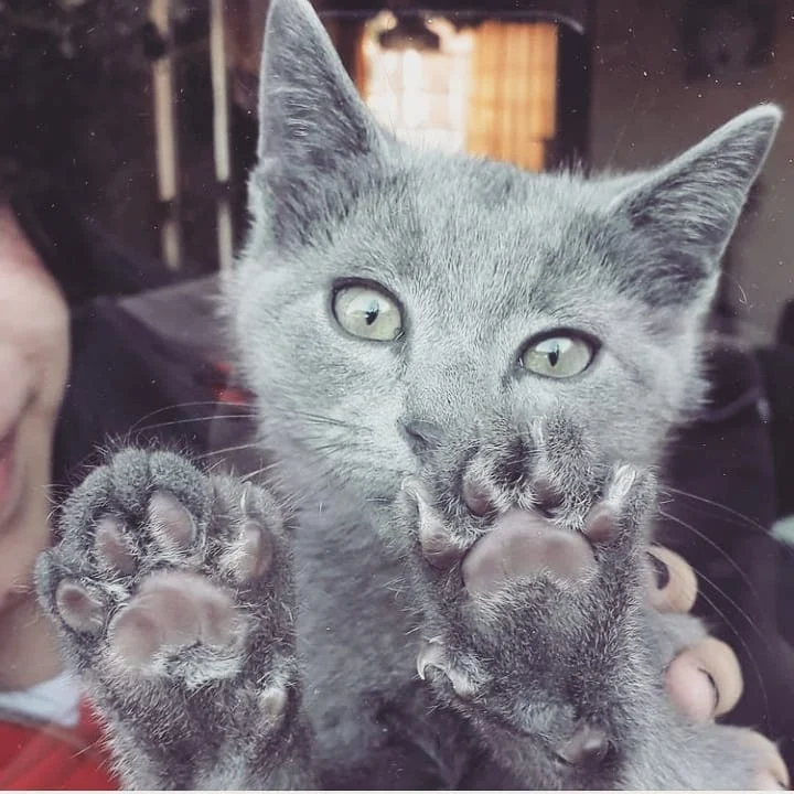 cute cat paws