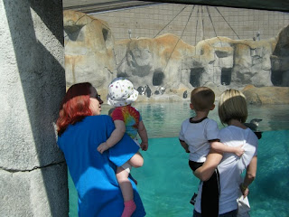 Tulsa Zoo ~ African Penguins