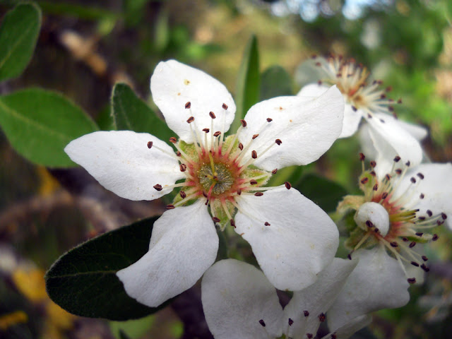 Груша сиканская (Pyrus sicanorum)