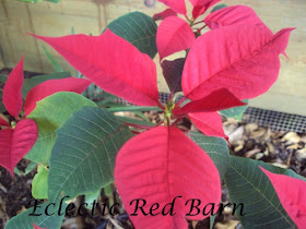 Blooming Poinsettia Plant in yard
