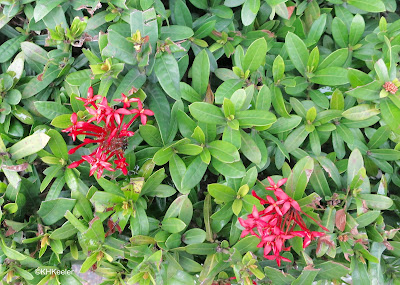 looking down on ixora hedge