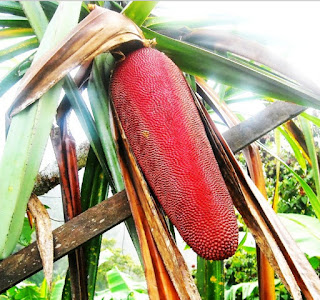 Buah Merah (Pandanus coinedeus) yang Kaya Senyawa Antioksidan