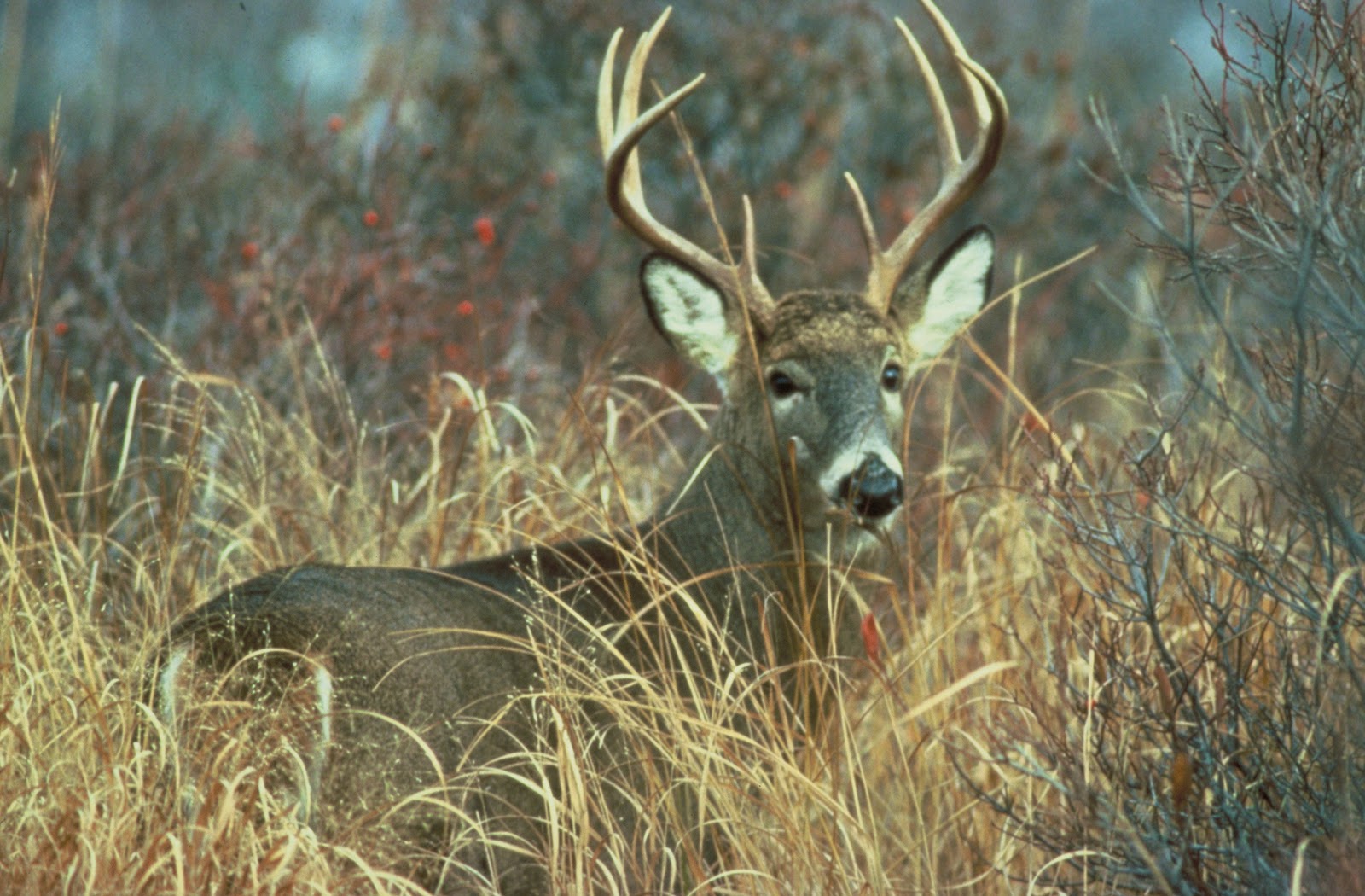 spoted_deer_Wallpaper_beautiful_animals_wildlife_forests.JPG