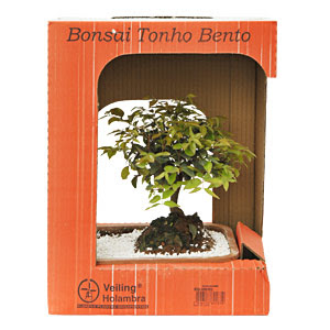 Bonsai