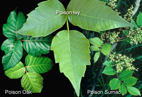 mild poison ivy rashes. The rash usually lasts up to