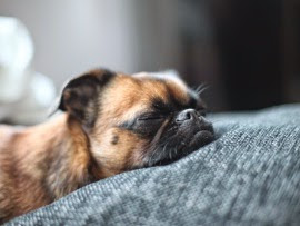 http://www.photosof.org/pug_dog_sleeping_with_head_down-wallpapers.html
