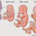 Penjelasan Tentang Mengenal Kehamilan Trimester