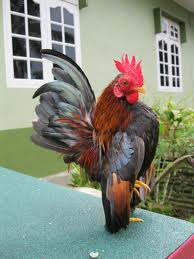 Penjagaan haiwan peliharaan: Ayam Serama / Katek Penjagaan haiwan peliharaan: Ayam Serama / Katek