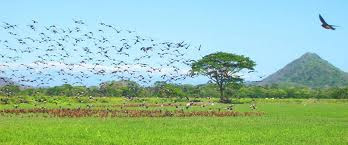 Parque Nacional Palo Verde