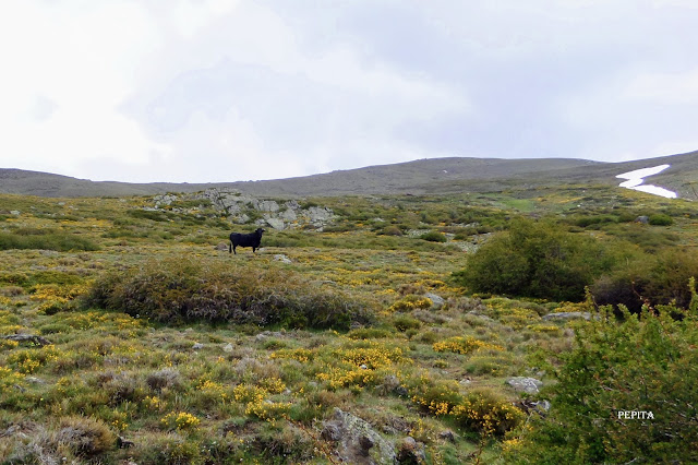 Vacas, Bravas, Barranco de las Chorreras, Lugros, Camarate