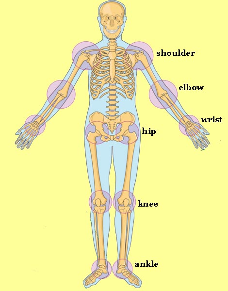 human skeleton with six joints--shoulder, elbow, wrist, hip, knee, and ankle--clearly marked