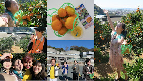 Fruit Picking in Japan