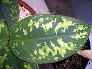 Beautiful Allah's Name Appears on an Aglaonema Plant