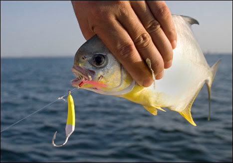  Chartreuse Pompano Jigs with Teasers : Sports & Outdoors