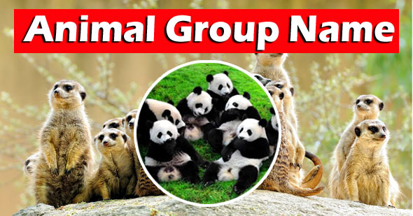 animal group  name