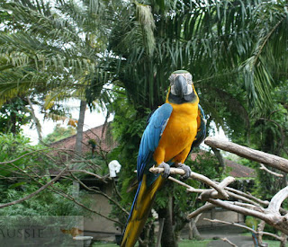 Bali Bird Park