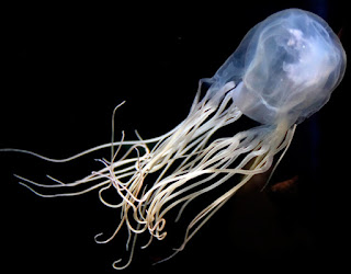 Chironex fleckeri, dangerous jellyfish, danger jellyfish, jellyfish