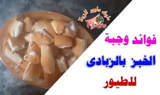 فوائد الزبادى والخبز للعصافير