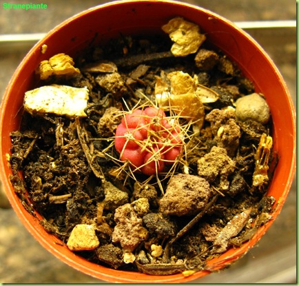 Gymnocalycium damsi piccoletto rosso