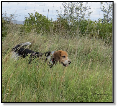 Hundeblog, mit Hund unterwegs