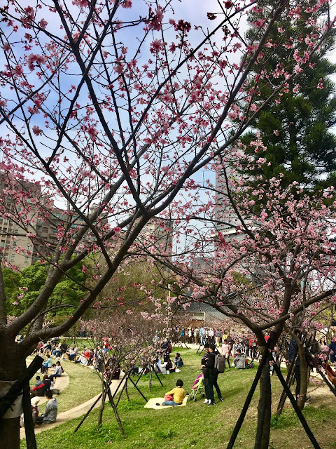 cherry blossom, hsinchu, taiwan