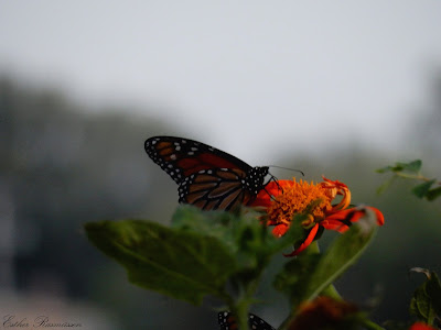 Danaus plexippus 