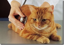 interferone gatto 1