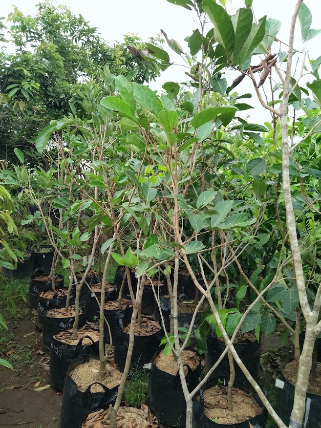 bibit pohon rambutan rapiah banyak diburu petani Sulawesi Tenggara