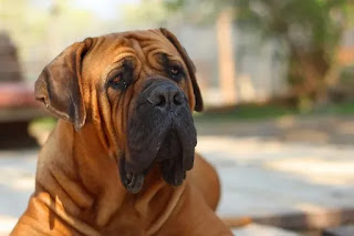 Most dangerous dog breeds