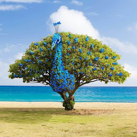 07-Peacock-Tree-in-Bloom-Martijn-Schrijver-www-designstack-co