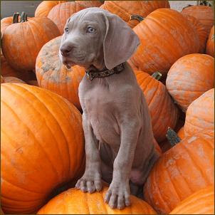 Weimaraner Puppies on Weimaraner Puppies Pictures   Puppies Pictures Online