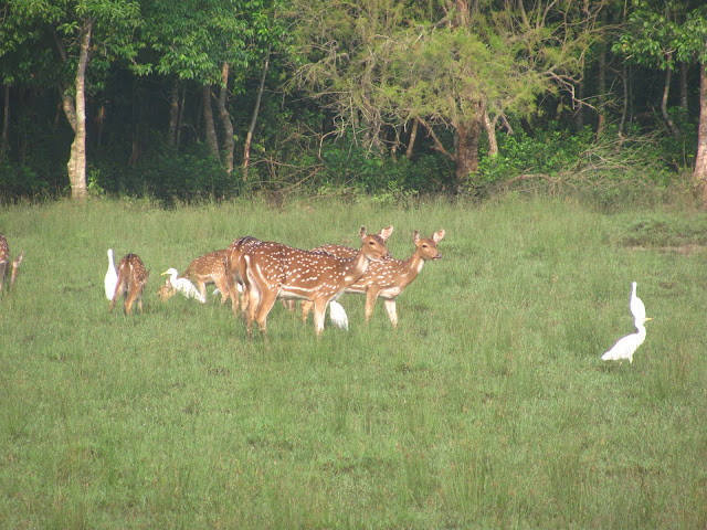 Animals at Dangamal