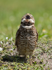 Burrowing Owl - Brian Piccolo Sports Park, Florida