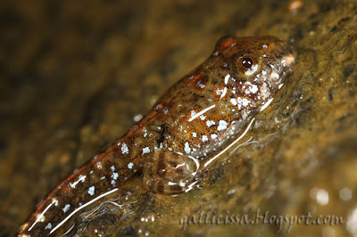 Nannophrys ceylonensis tadpole