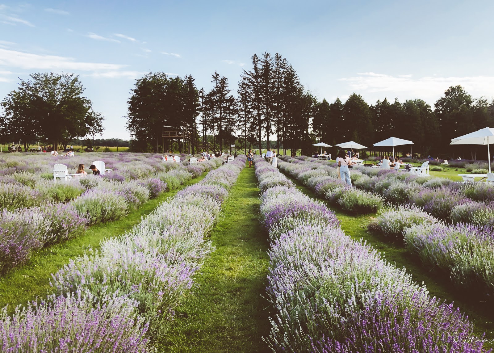 Short Day Trip From Ottawa: Visit Maison Lavande in Summer