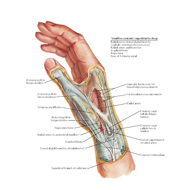Wrist and Hand: Superficial Dissection Anatomy
